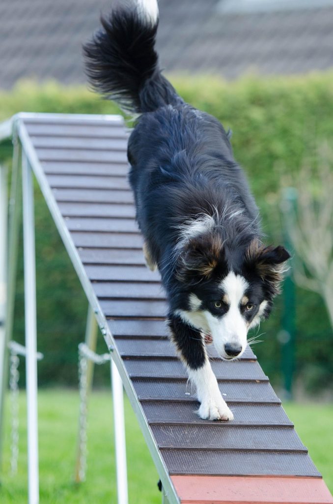 agility, web, catwalk, training, dog training, dog training, dog training, dog training, dog training, dog training