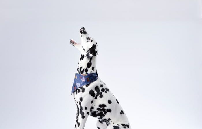 Dalmatian dog catching a treat tossed by a hand in a studio setting, highlighting training.