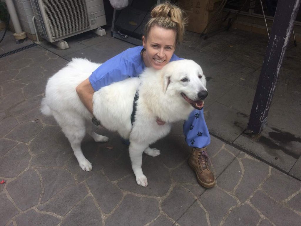 puppy training school penrith