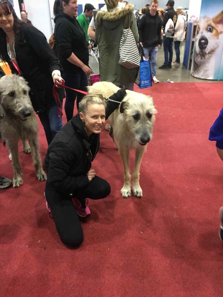 dog training glenbrook